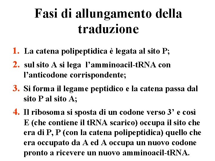 Fasi di allungamento della traduzione 1. La catena polipeptidica è legata al sito P; Fasi di allungamento della traduzione 1. La catena polipeptidica è legata al sito P;