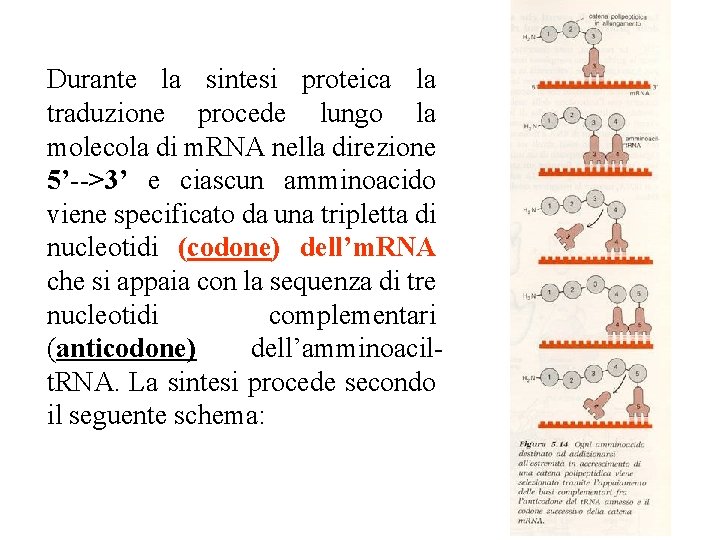 Durante la sintesi proteica la traduzione procede lungo la molecola di m. RNA nella Durante la sintesi proteica la traduzione procede lungo la molecola di m. RNA nella