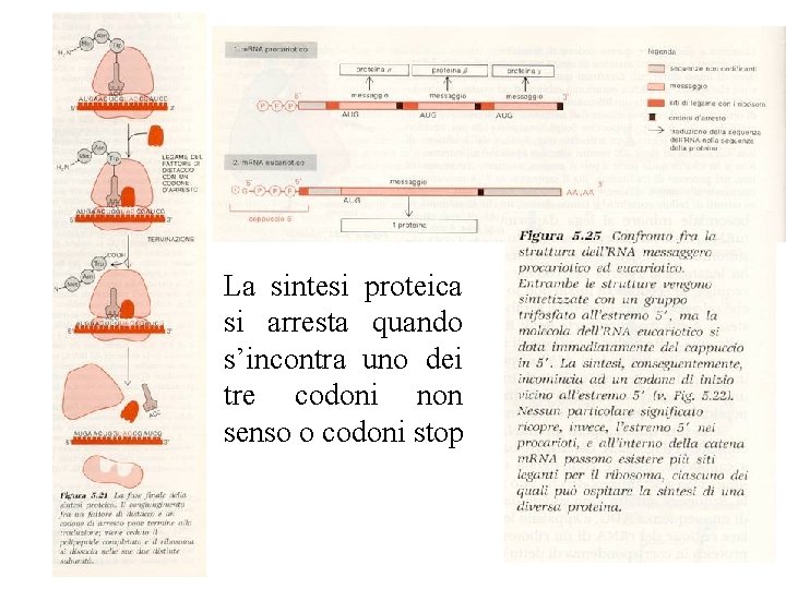 La sintesi proteica si arresta quando s’incontra uno dei tre codoni non senso La sintesi proteica si arresta quando s’incontra uno dei tre codoni non senso