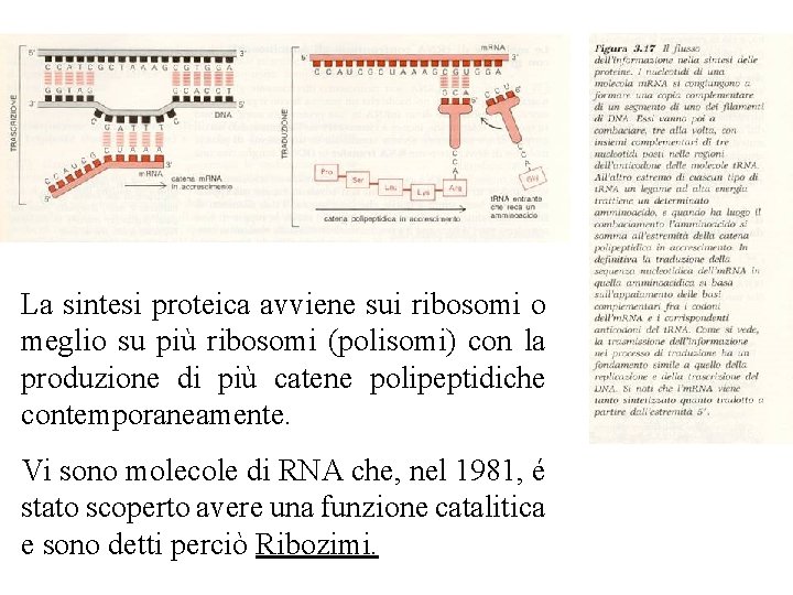 La sintesi proteica avviene sui ribosomi o meglio su più ribosomi (polisomi) con La sintesi proteica avviene sui ribosomi o meglio su più ribosomi (polisomi) con