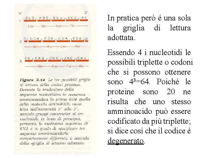 In pratica però é una sola la griglia di lettura adottata. Essendo 4 i In pratica però é una sola la griglia di lettura adottata. Essendo 4 i