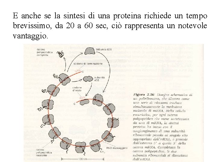 E anche se la sintesi di una proteina richiede un tempo brevissimo, da 20 E anche se la sintesi di una proteina richiede un tempo brevissimo, da 20