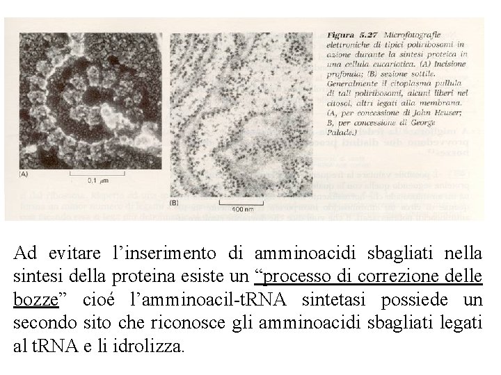 Ad evitare l’inserimento di amminoacidi sbagliati nella sintesi della proteina esiste un “processo di Ad evitare l’inserimento di amminoacidi sbagliati nella sintesi della proteina esiste un “processo di