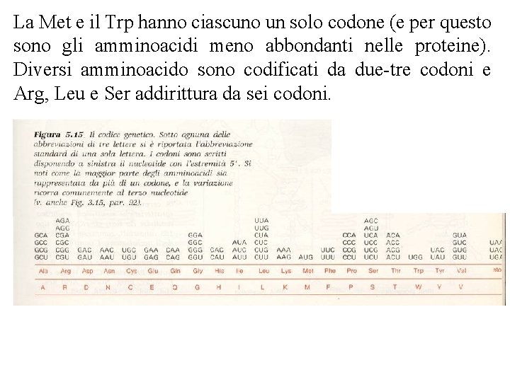 La Met e il Trp hanno ciascuno un solo codone (e per questo sono La Met e il Trp hanno ciascuno un solo codone (e per questo sono