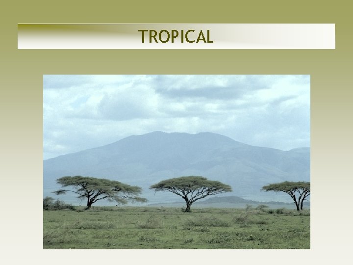 TROPICAL TROPICAL