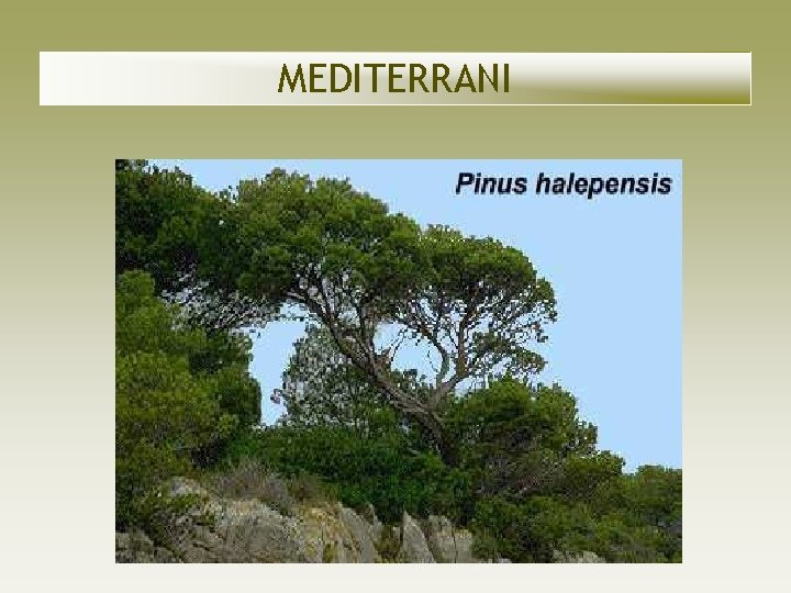 MEDITERRANI MEDITERRANI