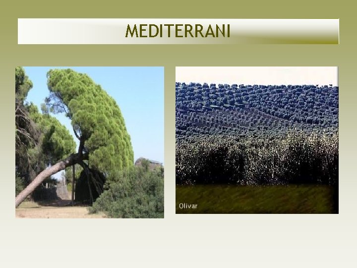 MEDITERRANI MEDITERRANI