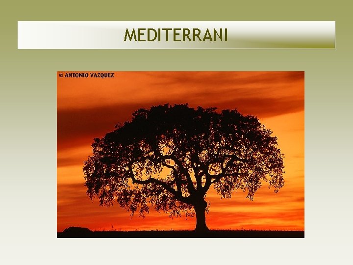 MEDITERRANI MEDITERRANI