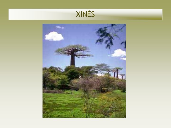 XINÈS XINÈS