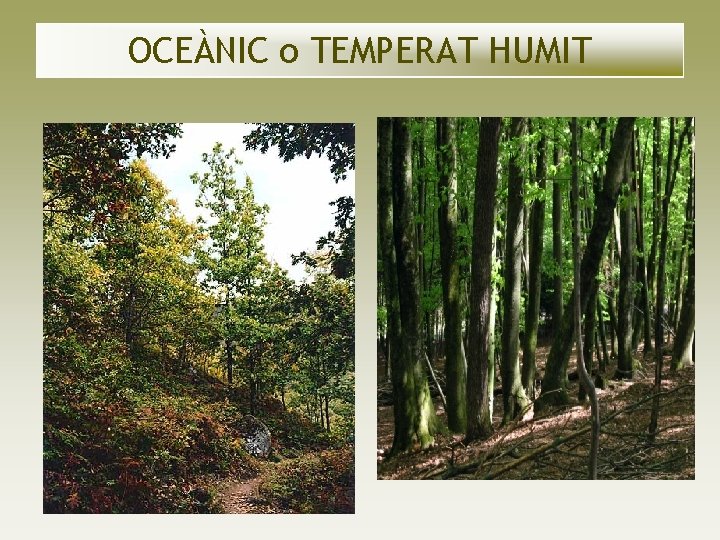 OCEÀNIC o TEMPERAT HUMIT OCEÀNIC o TEMPERAT HUMIT
