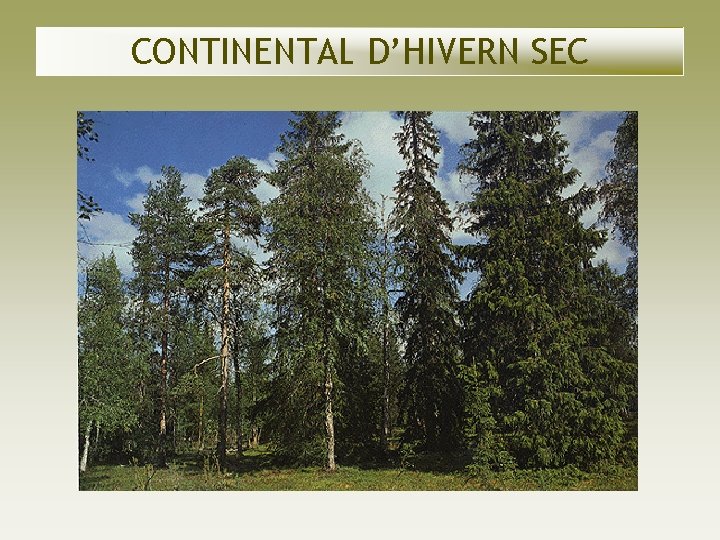 CONTINENTAL D’HIVERN SEC CONTINENTAL D’HIVERN SEC