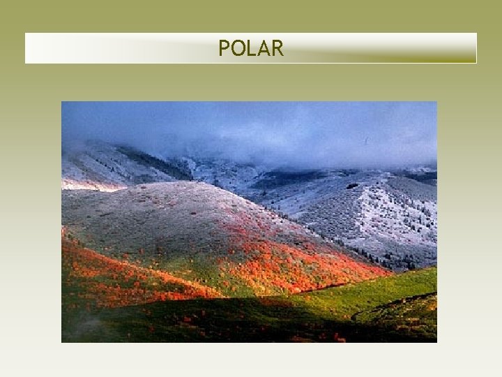 POLAR POLAR