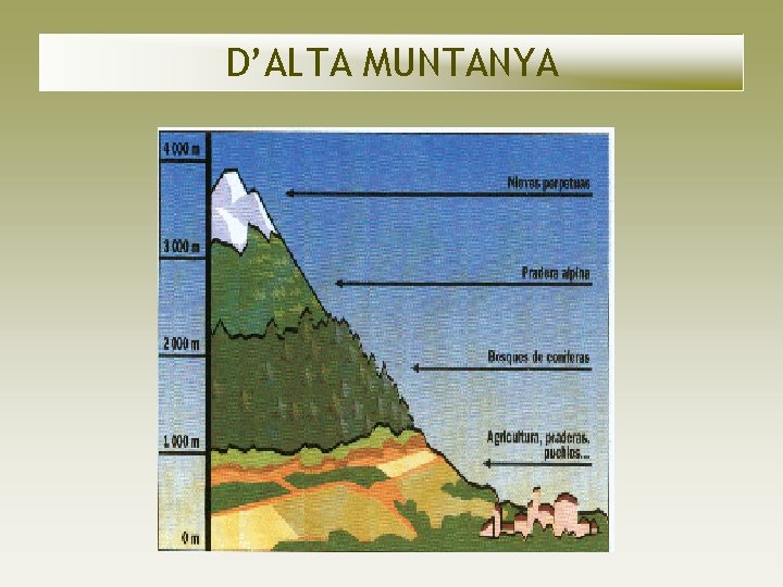 D’ALTA MUNTANYA D’ALTA MUNTANYA