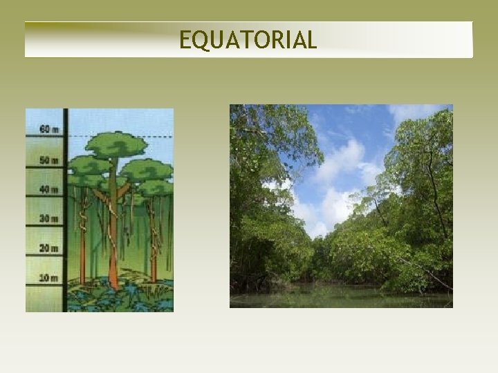EQUATORIAL EQUATORIAL