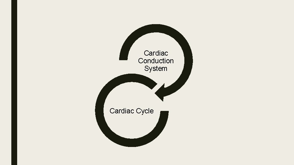 Cardiac Conduction System Cardiac Cycle 