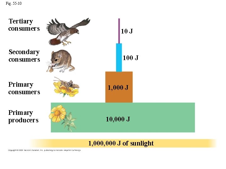 Fig. 55 -10 Tertiary consumers Secondary consumers 10 J 100 J Primary consumers 1,