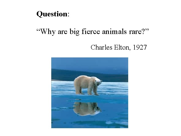 Question: “Why are big fierce animals rare? ” Charles Elton, 1927 Question: “Why are big fierce animals rare? ” Charles Elton, 1927