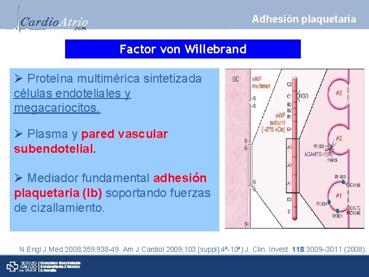 Adhesión plaquetaria Factor von Willebrand Ø Proteína multimérica sintetizada células endoteliales y megacariocitos. Ø