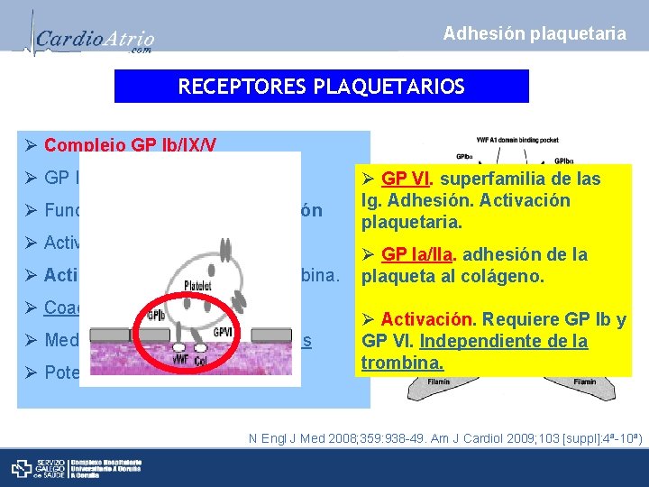 Adhesión plaquetaria RECEPTORES PLAQUETARIOS Ø Complejo GP Ib/IX/V Ø GP Ib: receptor Fv. W