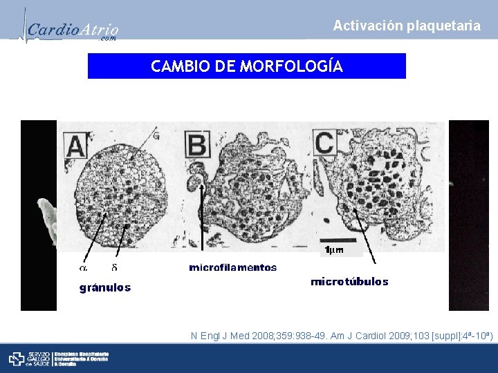 Activación plaquetaria CAMBIO DE MORFOLOGÍA N Engl J Med 2008; 359: 938 -49. Am