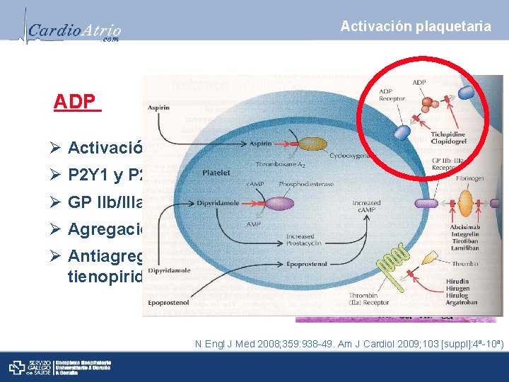 Activación plaquetaria ADP Ø Activación plaquetaria Ø P 2 Y 1 y P 2