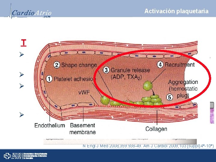 Activación plaquetaria TXA 2 Ø Activador plaquetario y vasoconstrictor Ø Síntesis de novo Ø