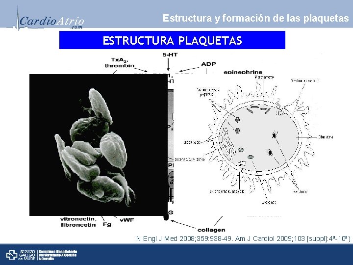 Estructura y formación de las plaquetas ESTRUCTURA PLAQUETAS N Engl J Med 2008; 359: