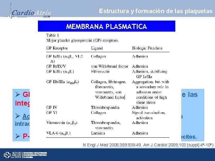 Estructura y formación de las plaquetas MEMBRANA PLASMATICA Ø Glucoproteínas heterodimericas de la familia