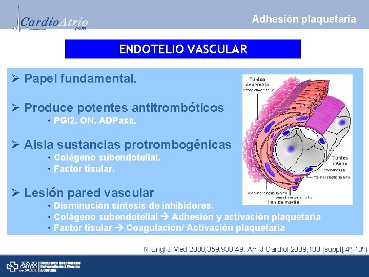 Adhesión plaquetaria ENDOTELIO VASCULAR Ø Papel fundamental. Ø Produce potentes antitrombóticos • PGI 2.