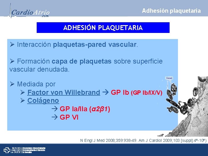 Adhesión plaquetaria ADHESIÓN PLAQUETARIA Ø Interacción plaquetas-pared vascular. Ø Formación capa de plaquetas sobre