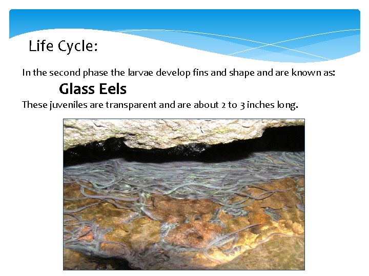 Life Cycle: In the second phase the larvae develop fins and shape and are