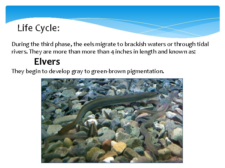 Life Cycle: During the third phase, the eels migrate to brackish waters or through