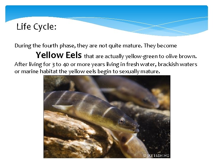Life Cycle: During the fourth phase, they are not quite mature. They become Yellow