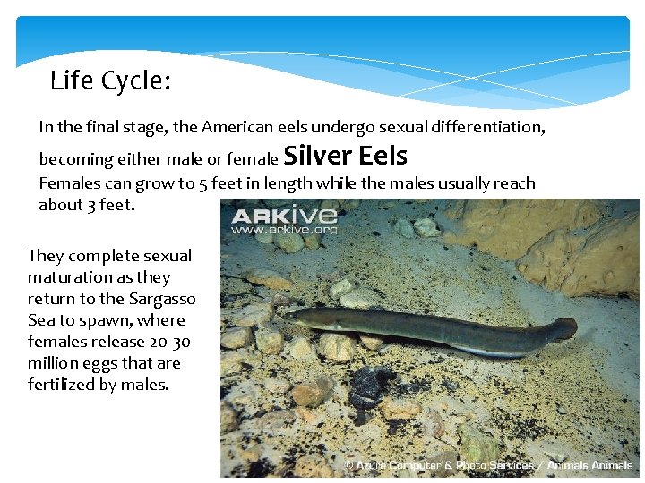 Life Cycle: In the final stage, the American eels undergo sexual differentiation, Silver Eels