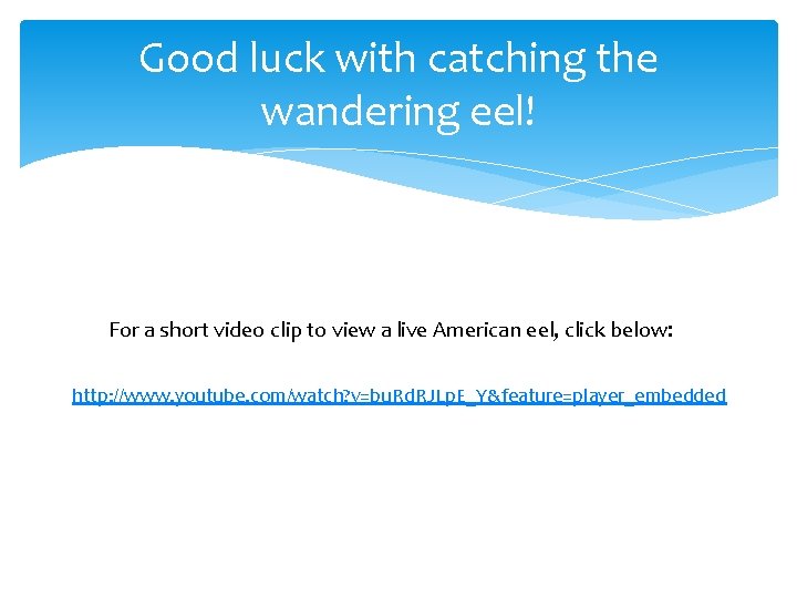 Good luck with catching the wandering eel! For a short video clip to view