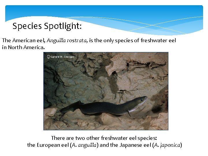 Species Spotlight: The American eel, Anguilla rostrata, is the only species of freshwater eel