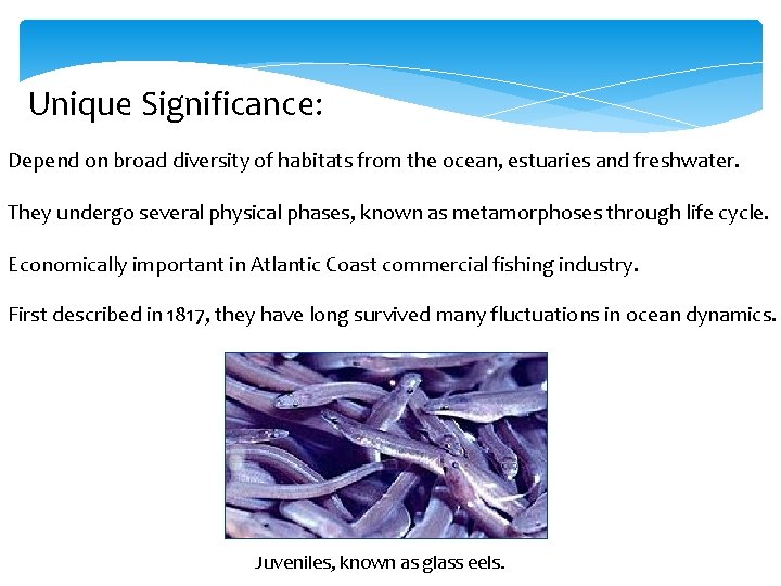 Unique Significance: Depend on broad diversity of habitats from the ocean, estuaries and freshwater.