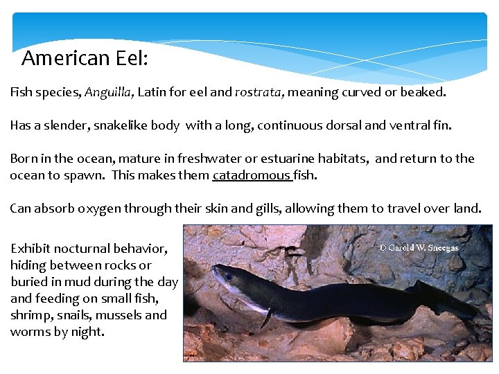 American Eel: Fish species, Anguilla, Latin for eel and rostrata, meaning curved or beaked.