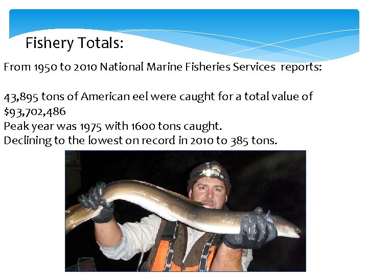 Fishery Totals: From 1950 to 2010 National Marine Fisheries Services reports: 43, 895 tons