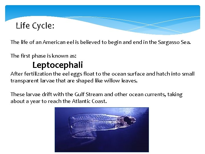 Life Cycle: The life of an American eel is believed to begin and end