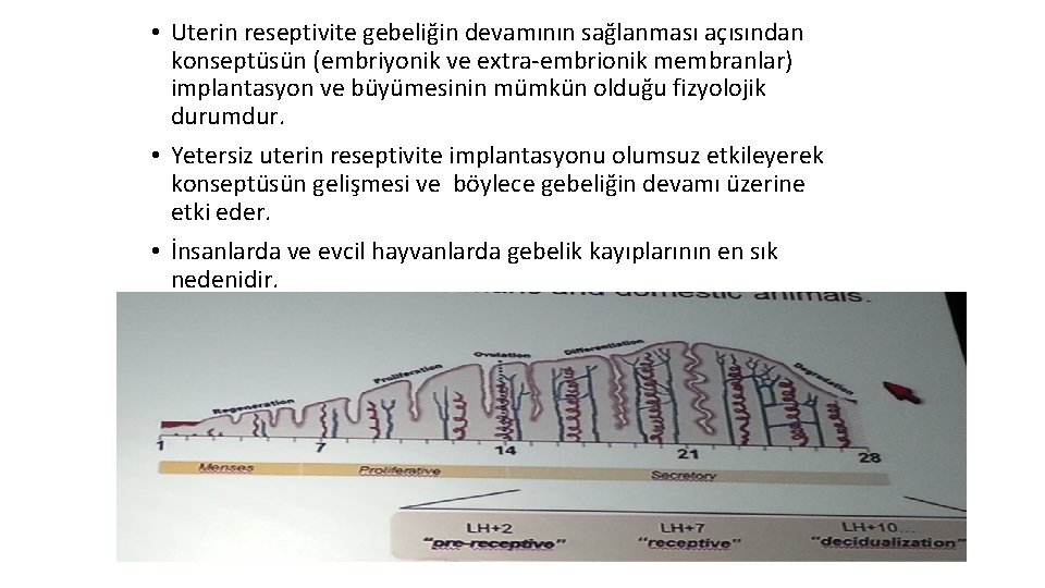  • Uterin reseptivite gebeliğin devamının sağlanması açısından konseptüsün (embriyonik ve extra-embrionik membranlar) implantasyon