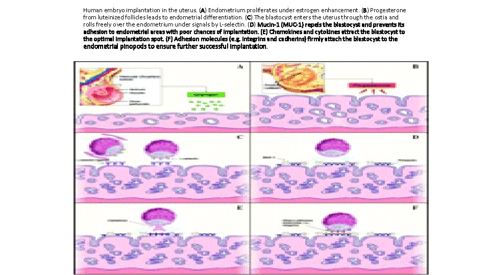 Human embryo implantation in the uterus. (A) Endometrium proliferates under estrogen enhancement. (B) Progesterone