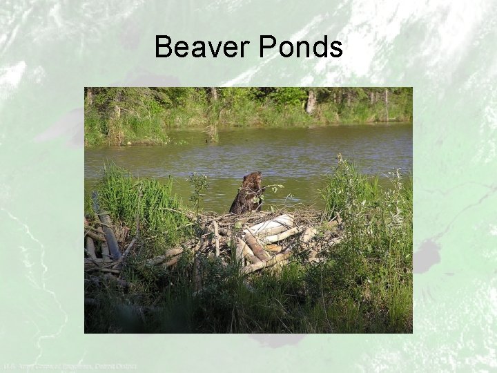 Beaver Ponds 