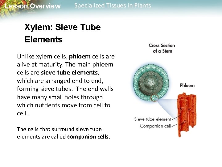 Lesson Overview Specialized Tissues in Plants Xylem: Sieve Tube Elements Unlike xylem cells, phloem