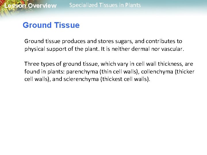 Lesson Overview Specialized Tissues in Plants Ground Tissue Ground tissue produces and stores sugars,