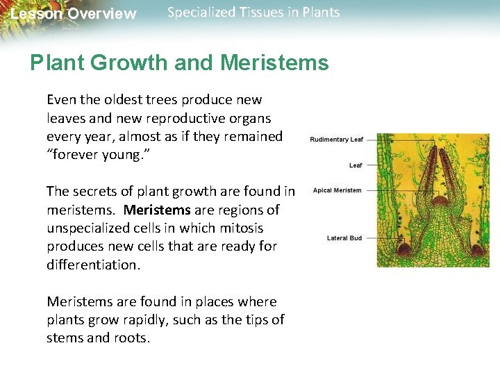 Lesson Overview Specialized Tissues in Plants Plant Growth and Meristems Even the oldest trees