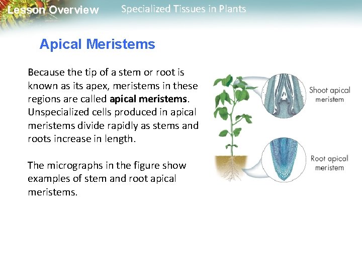 Lesson Overview Specialized Tissues in Plants Apical Meristems Because the tip of a stem