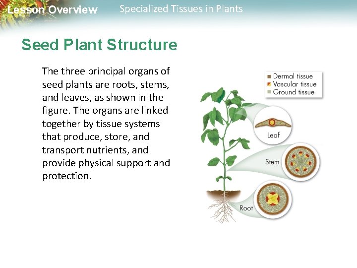 Lesson Overview Specialized Tissues in Plants Seed Plant Structure The three principal organs of