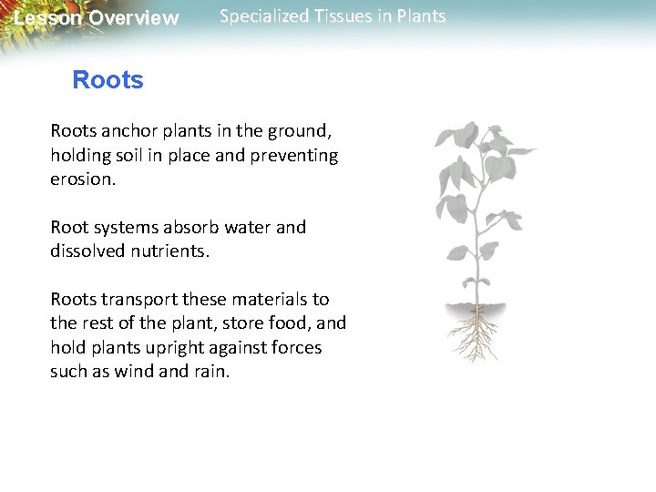 Lesson Overview Specialized Tissues in Plants Roots anchor plants in the ground, holding soil