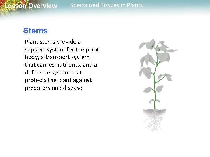 Lesson Overview Specialized Tissues in Plants Stems Plant stems provide a support system for